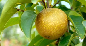 20th century asian pear haning from fruit tree