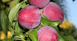 santa rosa plums on fruit tree