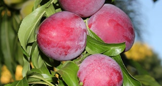 santa rosa plums on fruit tree