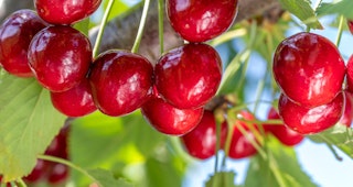 bing cherries hanging from fruit tree