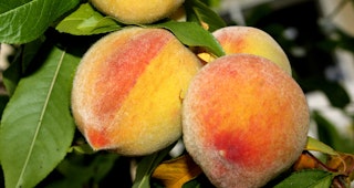 elberta peaches hanging from fruit tree