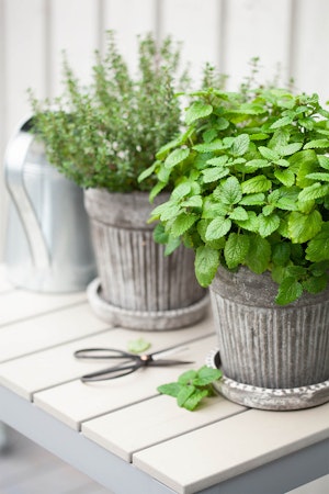 2 containers of herbs - 1 mint and one thyme, on a white wooden table