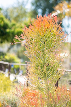 Firestick  Succulent