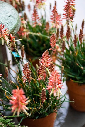 Potted blooming succulents