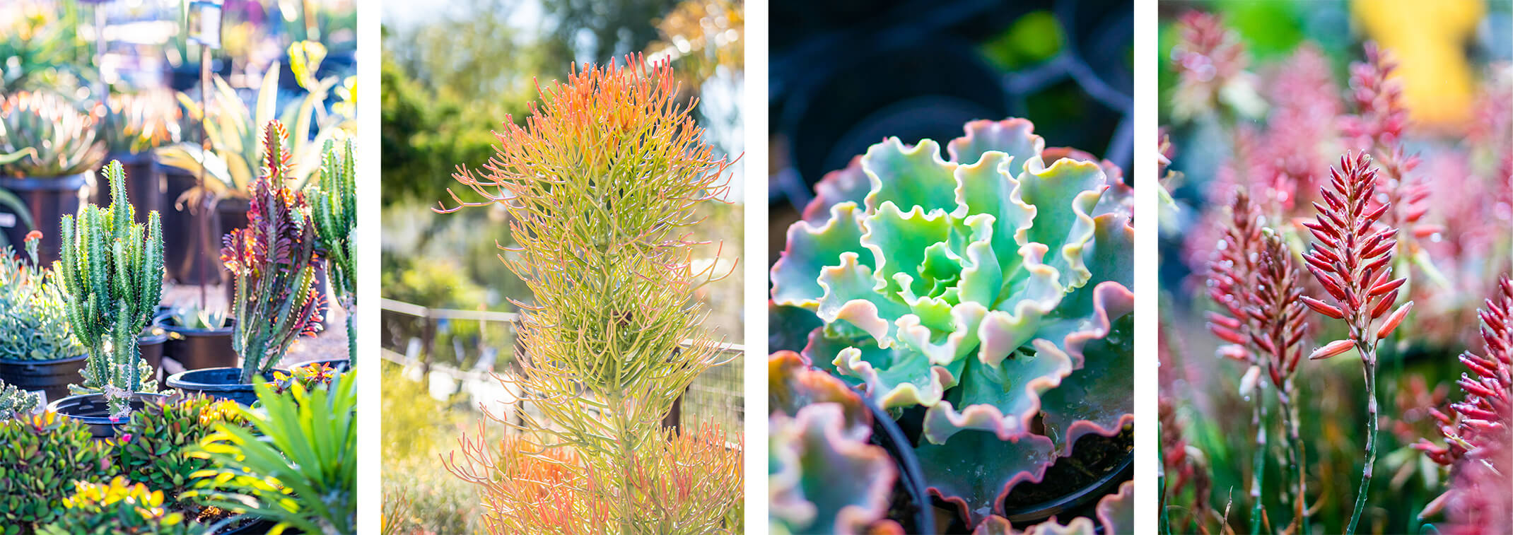 Winter-blooming aloes and a variety of colorful succulents