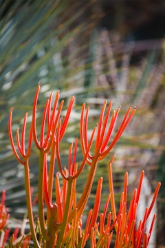 A closeup of bright red firestick succulent in garden