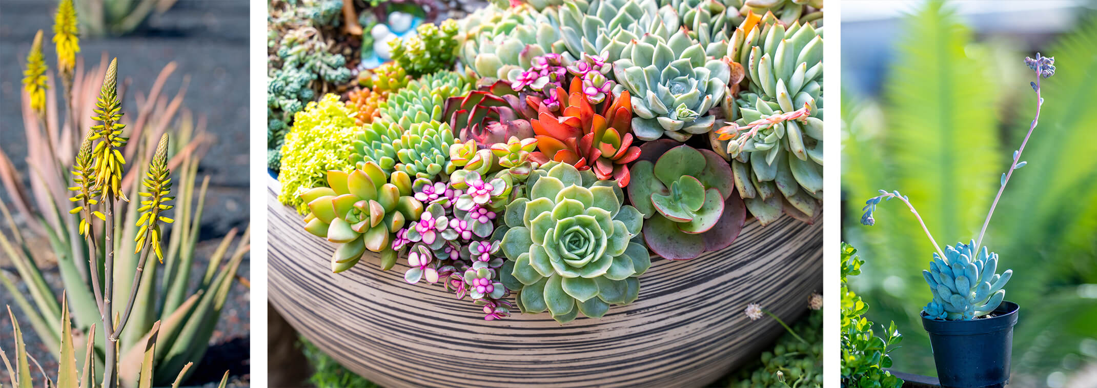 A blooming aloe, a wide array of colorful succulents in a pot, and a small blooming succulent 