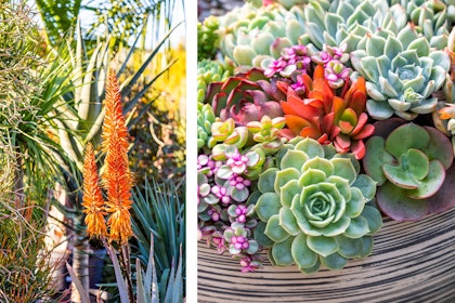 A blooming tangerine aloe outside, and a variety of colorful succulents in a pot