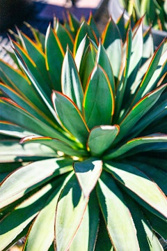 Close up of an agave blue glow plant