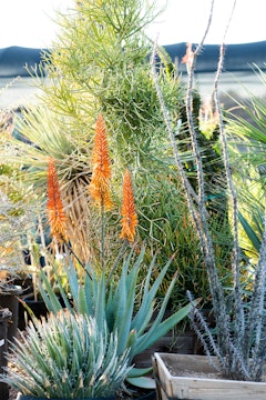 Aloe Ferox Tangerine surrounded by other succulents