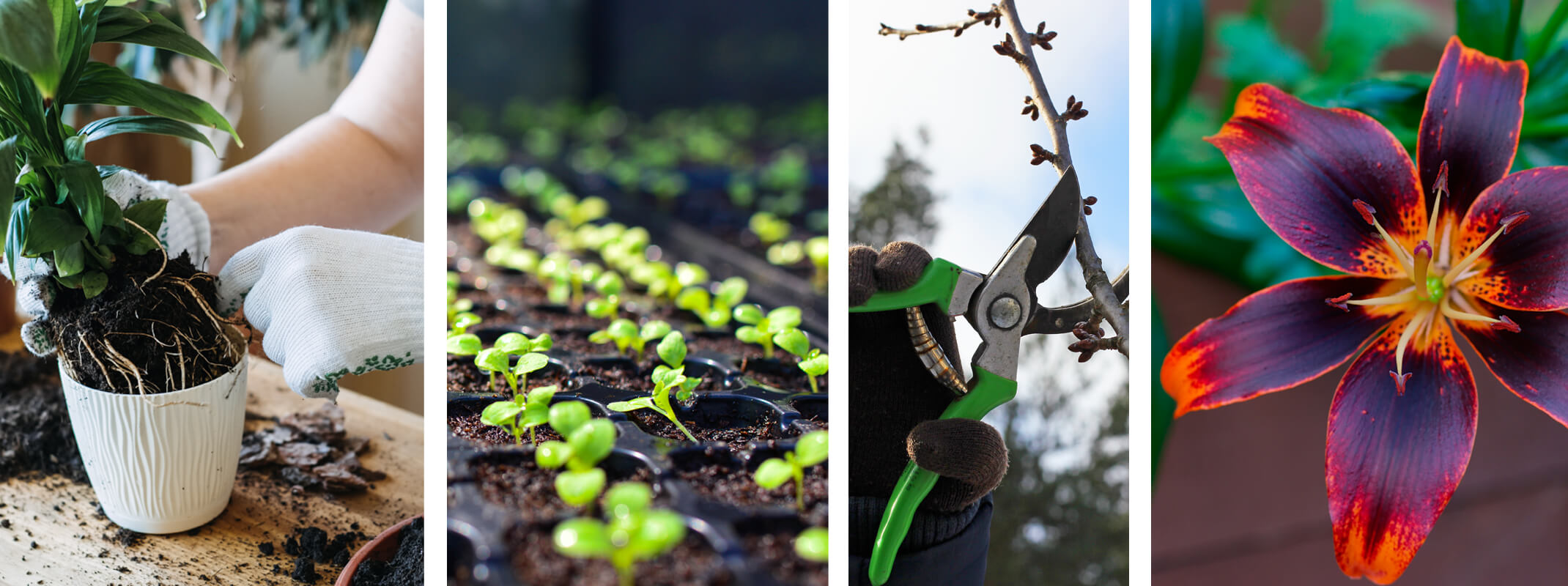 february gardening tips illustrated by 4 images of repotting houseplants, growing plants by seed, pruning, and a lily