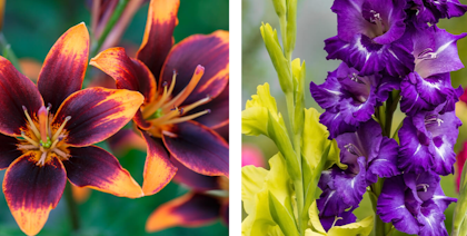 lilys and gladiolus summer bulbs