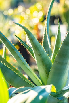 Close up of an Aloe Vera plant