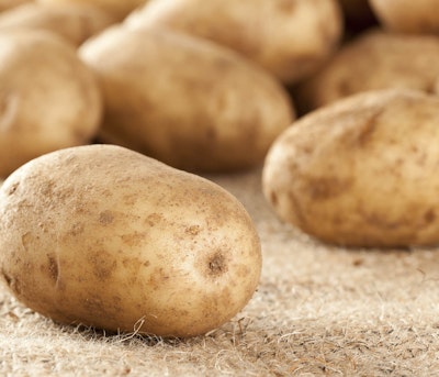 Burbank russet potatoes grown from edible bulbs