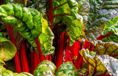 Rhubarb crimson red grown from edible bulbs Rhubarb crimson red grown from edible bulbs