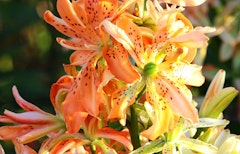 lily must see summer bulbs Must see lilys grown from summer bulbs