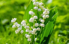 Lily of the valley grown from summer bulbs