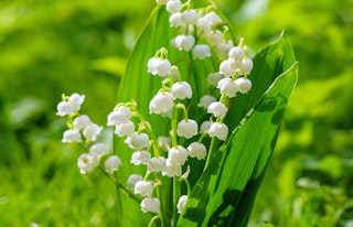 Lily of the nile grown from summer bulbs