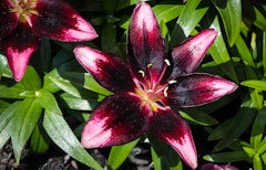 purple eye lily grown from summer bulbs purple eye lily grown from summer bulbs