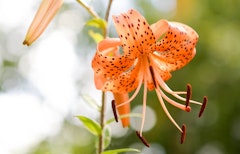 Splendens lily grown from summer bulbs