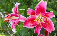 Stargazer lilies grown from summer bulbs