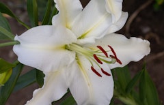 casa blanca lily grown from summer bulbs casa blanca lily grown from summer bulbs