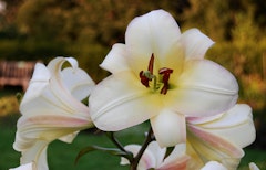 boogie woogie lilies grown from summer bulbs lily boogie woogie lilies grown from summer bulbs