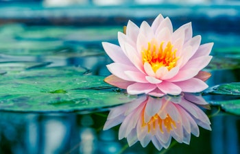 pink water lily floating on water grown from summer bulb