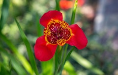 Tigridia paonia summer bulbs