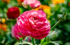 Ranunculus mixed colors