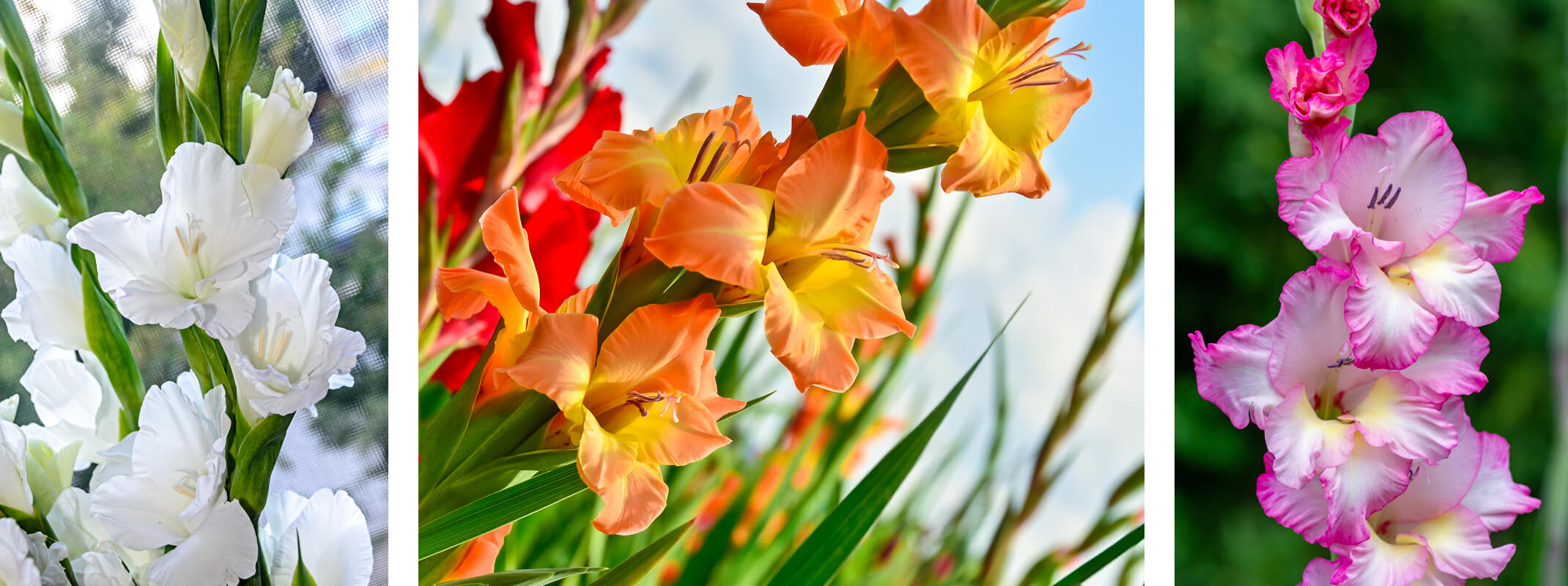 Gladiolus in assorted colors, white, orange and pink grown from summer bulbs Gladiolus in assorted colors, white, orange and pink