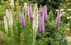 Liatris mixed colors summer bulbs Liatris mixed colors summer bulbs