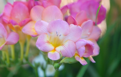 Pink freesia grown from summer bulbs