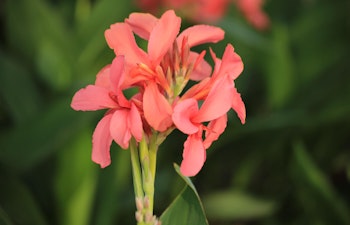 Canna lily grown from summer bulbs