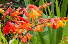 Crocosmia grown from summer bulbs