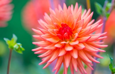 Salmon dahlia grown from summer bulbs Salmon dahlia grown from summer bulbs