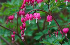 Bleeding heart Bleeding heart