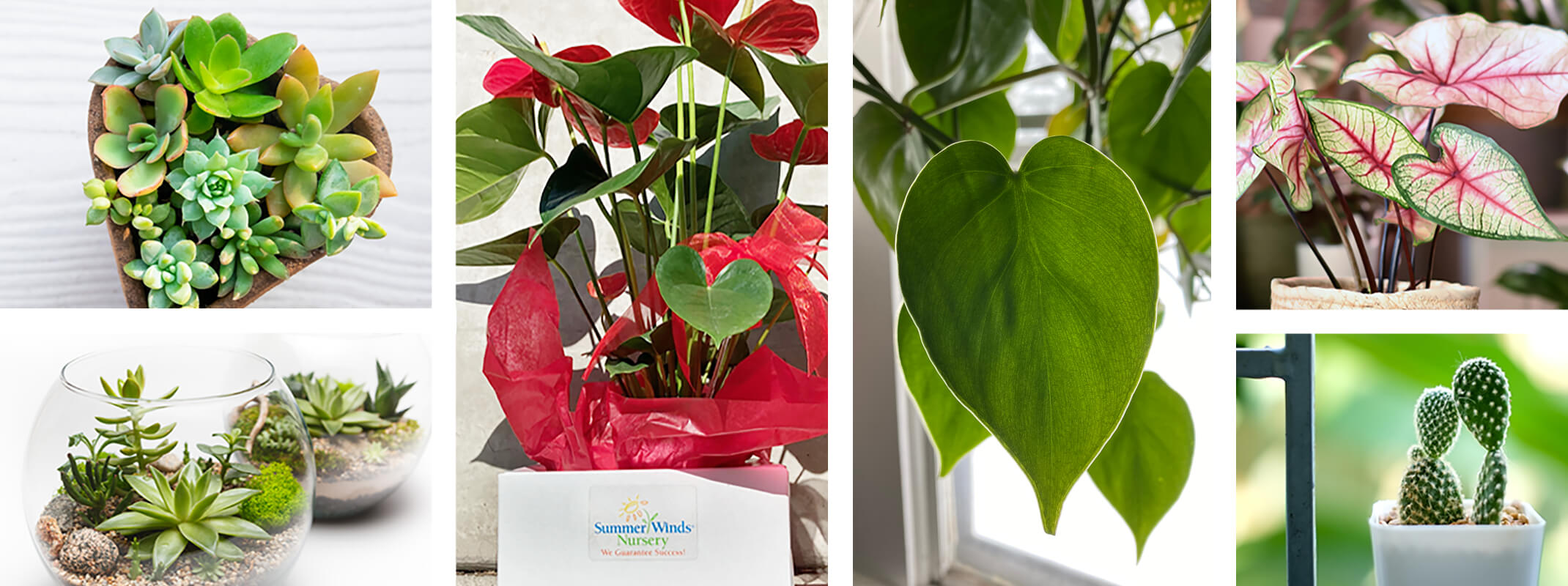 Valentine's day gift idea banner blog succulents, terrariums, heartleaf philodendrum, antheriums, caladium and cactus