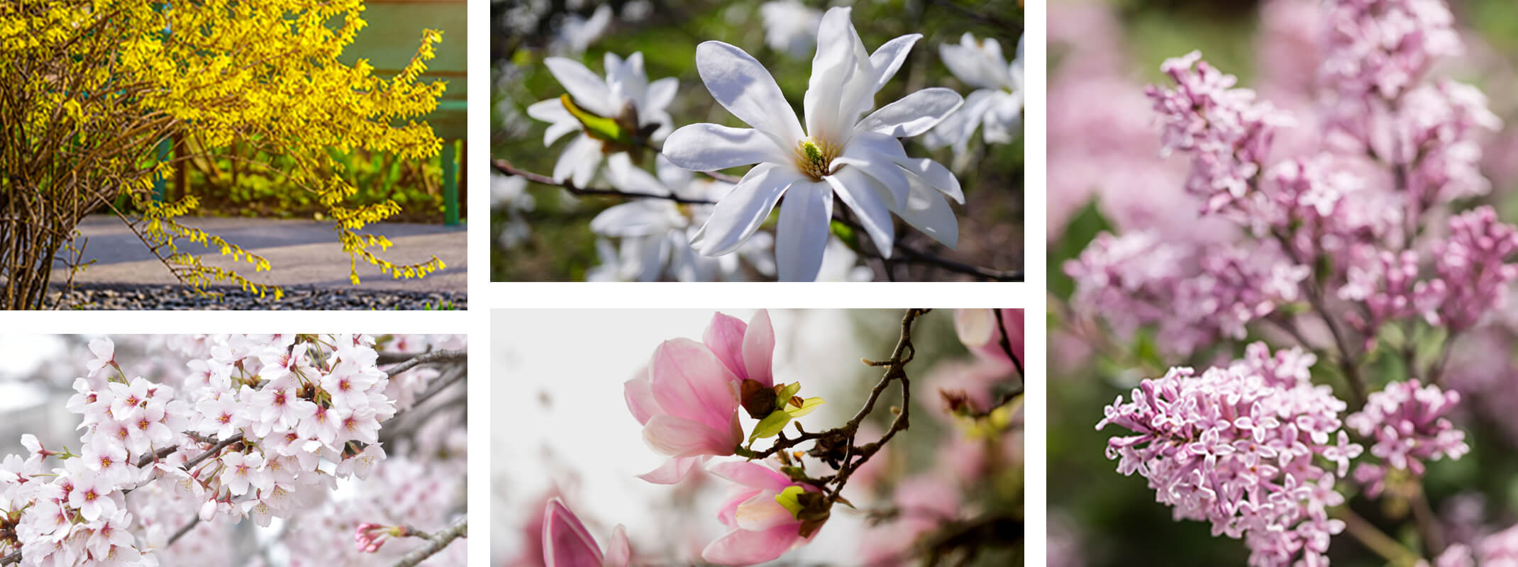 Flowering trees and shrubs banner forsynthia, magnolias, cherry tree, and lilacs