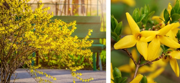 Forsynthia flowering shrub up close and in full