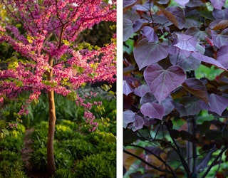 Redbud flowering trees forest pansy blooming and leafed out