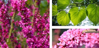 redbud flowering tree avondale variety budding and in summer with full green leaves