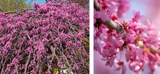 Weeping redbud flowering tree lavender twist up close and in full