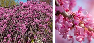 Weeping redbud flowering tree lavender twist up close and in full