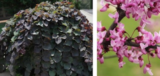 redbud weeping flowering tree ruby red in bloom up close and in full 