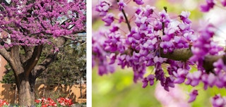 redbud flowering tree oklahoma up close and in full