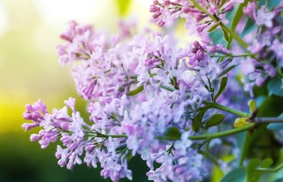 lilac lavender lady shrub