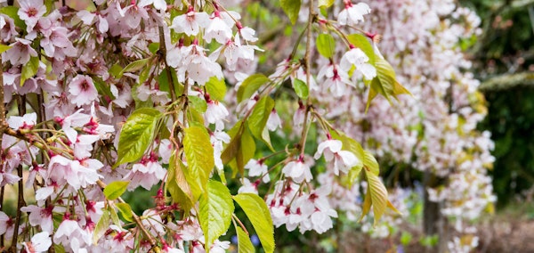 Weeping double rosebud flowering cherry tree