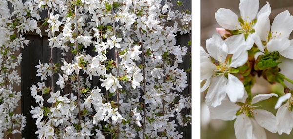 Snow fountains flowering cherry tree up close and in full