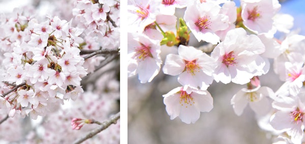 Mount Fuji flowering cherry tree
